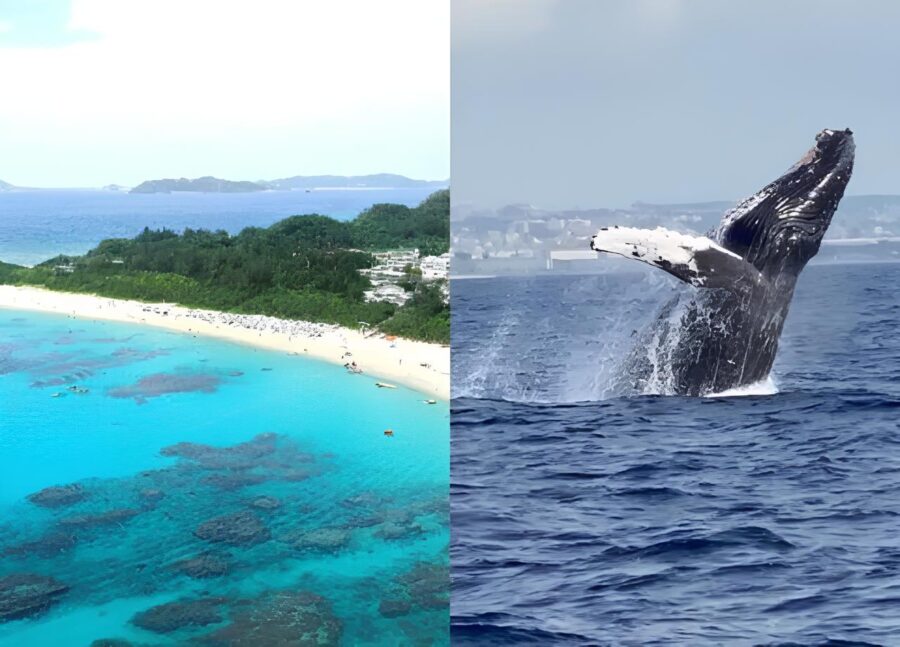 【慶良間諸島】12/23～3/17限定！モニターキャンペーン20％OFF★『渡嘉敷島』上陸散策＆ホエールウォッチングツアー（No364）