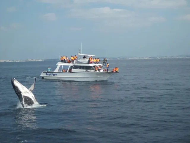 冬の渡嘉敷島でクジラに出会う感動体験！ホエールウォッチングの魅力・ベストシーズン・おすすめツアー情報まとめ
