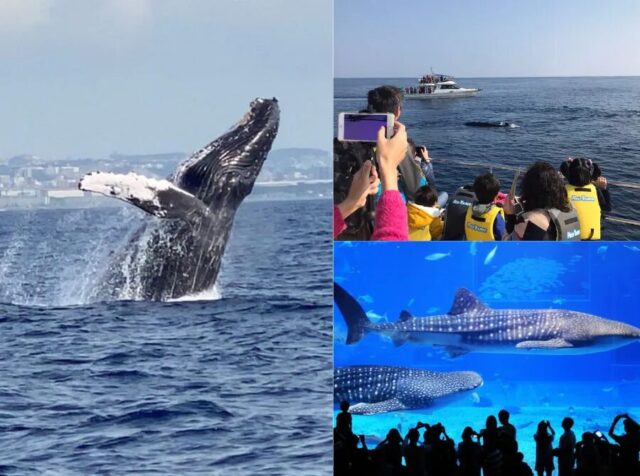 ホエールウォッチングと沖縄観光のセット