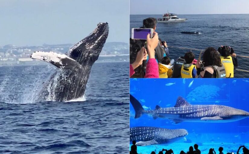 ホエールウォッチング×美ら海水族館