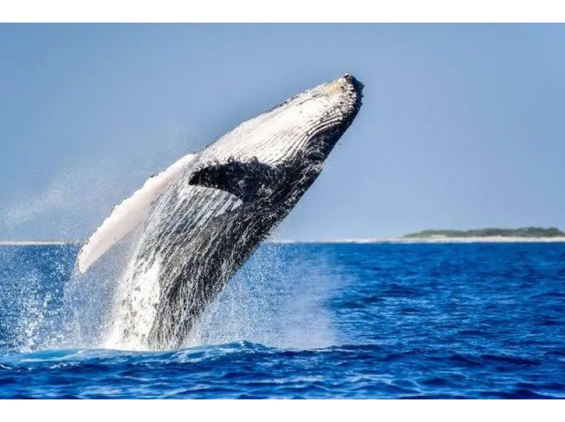 【那覇発/日本語必須ツアー/慶良間/3時間】開催以来遭遇率100％継続中の超優良事業者☆県内最大クルーザーで行く快適ホエールウォッチング！（No.422）