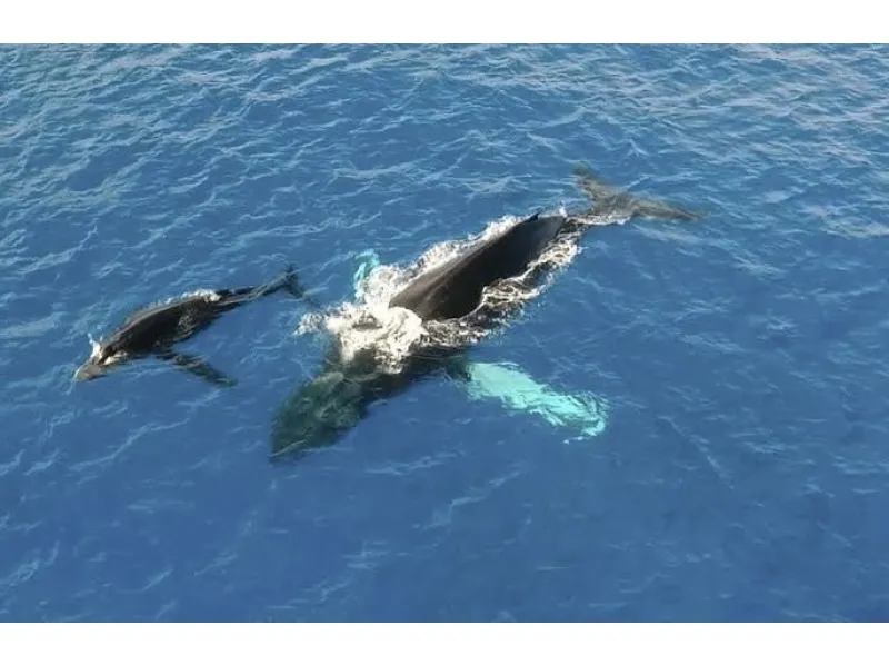 【那覇発/日本語必須ツアー/慶良間/3時間】開催以来遭遇率100％継続中の超優良事業者☆県内最大クルーザーで行く快適ホエールウォッチング！（No.422）