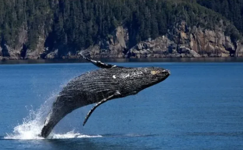 くじら　ホエールウォッチング