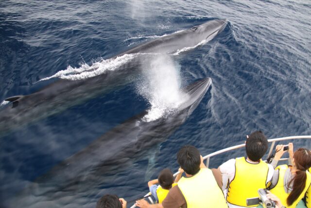 沖縄の海で海面に並んで姿を見せるクジラの群れ