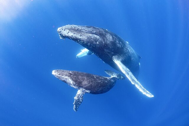 沖縄 ホエールスイム 親子クジラ