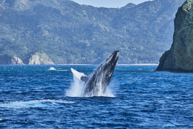 Hawaii Whale Watching
