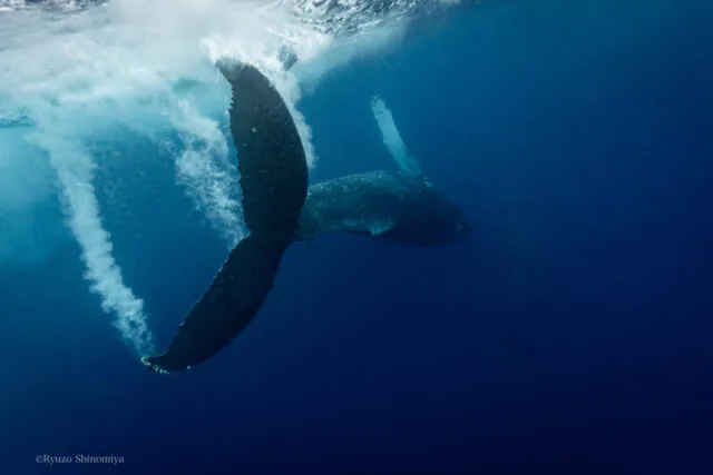 【奄美大島／冬季限定】クジラの息遣いまで満喫☆ホエールスイム（ホエールウォッチング＆シュノーケル）1日ツアー★参加条件あり