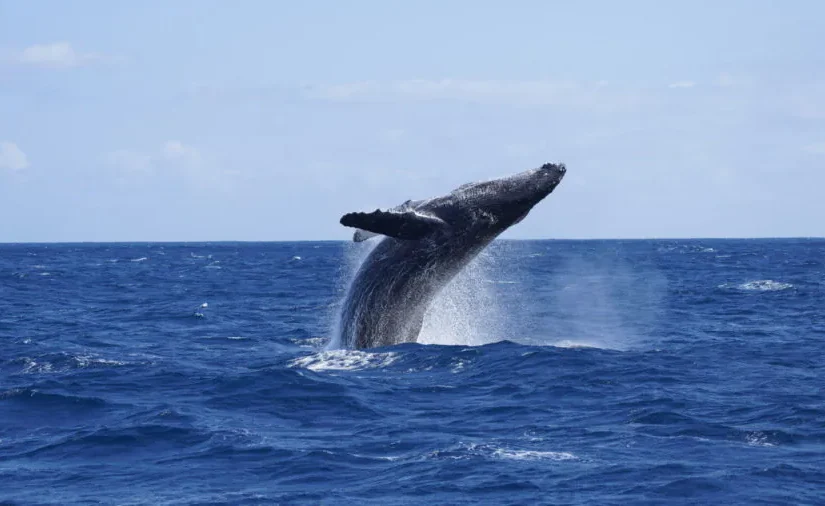 【奄美大島／冬季限定】クジラの息遣いまで満喫☆ホエールスイム（ホエールウォッチング＆シュノーケル）1日ツアー★参加条件あり