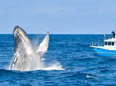 【奄美大島/冬季限定/1日】ホエールスイム（ホエールウォッチング＆シュノーケル）で奄美の海へ！ザトウクジラと感動の出会い★参加条件あり（No.14）