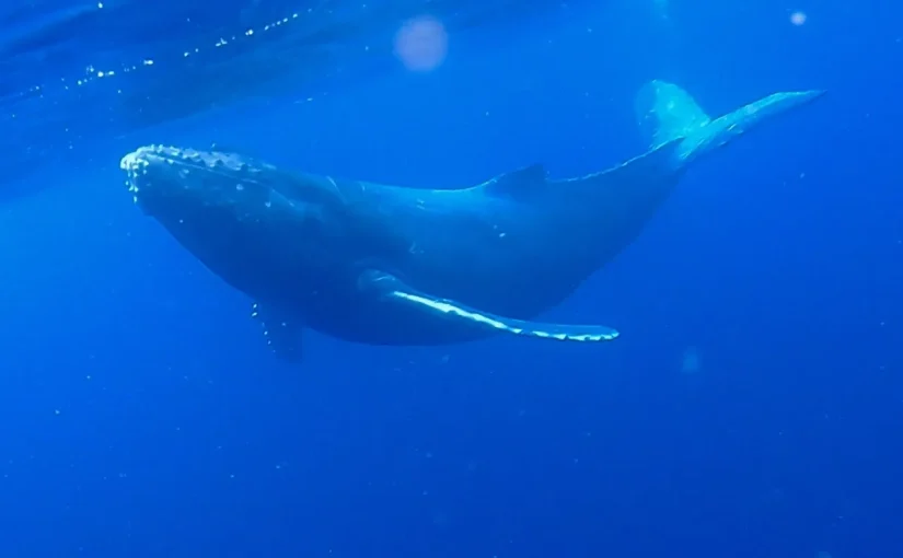 【奄美大島／冬季限定】クジラの息遣いまで満喫☆ホエールスイム（ホエールウォッチング＆シュノーケル）1日ツアー★参加条件あり