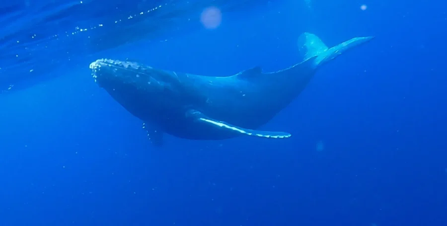 【奄美大島／冬季限定】クジラの息遣いまで満喫☆ホエールスイム（ホエールウォッチング＆シュノーケル）1日ツアー★参加条件あり