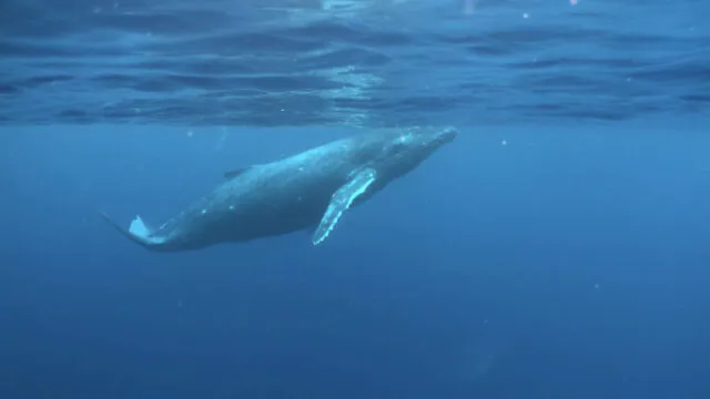 水納島開催ホエールウォッチングツアー