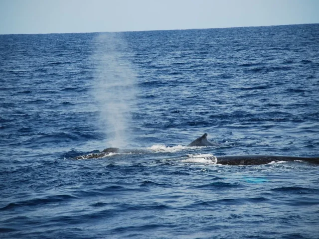 潮を高く吹き上げながら海面を進むヒゲクジラ