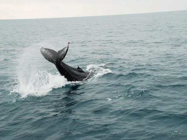海面から大きな尾びれを上げて潜っていくクジラの後ろ姿