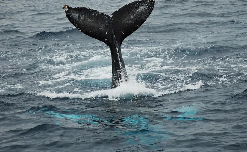 沖縄の海で尾びれを上げるクジラ
