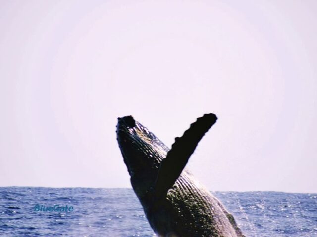 奄美 ホエールウオッチング クジラ