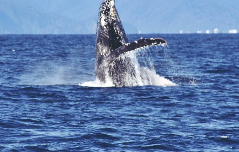 奄美　ホエールウオッチング　クジラ