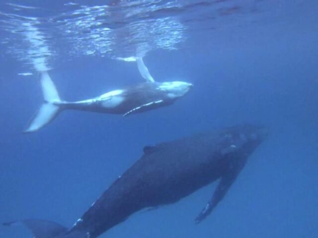 奄美 ホエールスイム クジラ