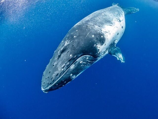 奄美 ホエールスイム クジラ