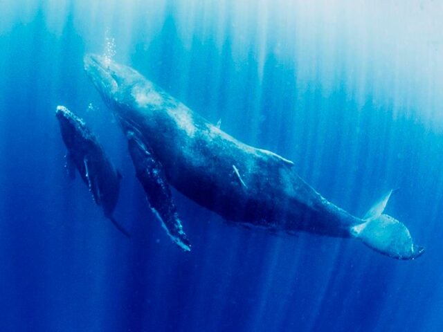 奄美 ホエールスイム クジラ