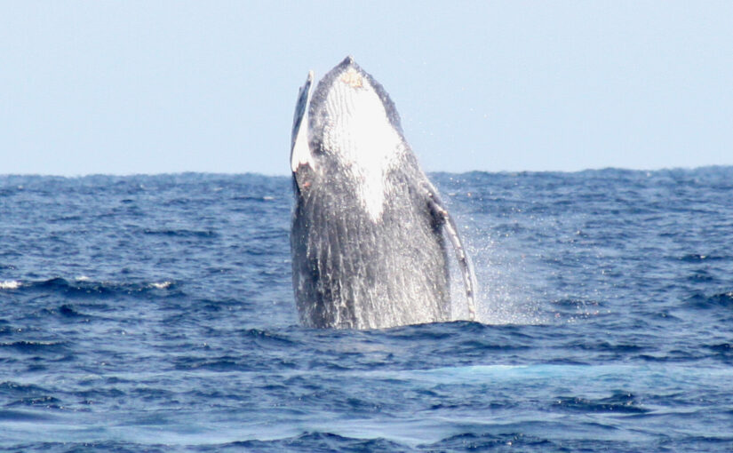 奄美　ホエールウオッチング　クジラ