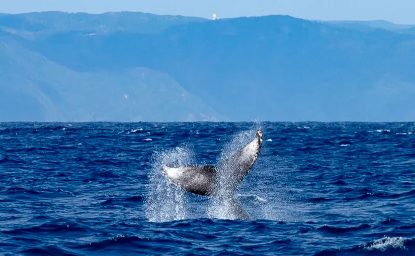 沖縄北部の海で船上から見たザトウクジラの姿
