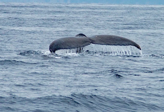 沖縄の海で尾びれを見せて潜るザトウクジラ