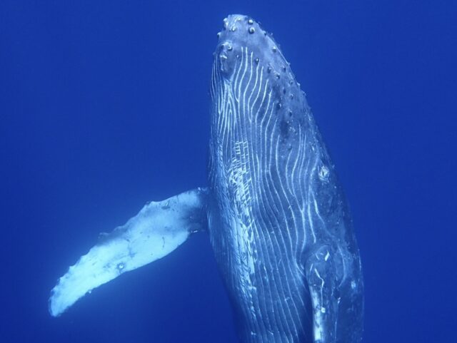 奄美 ホエールスイム クジラ