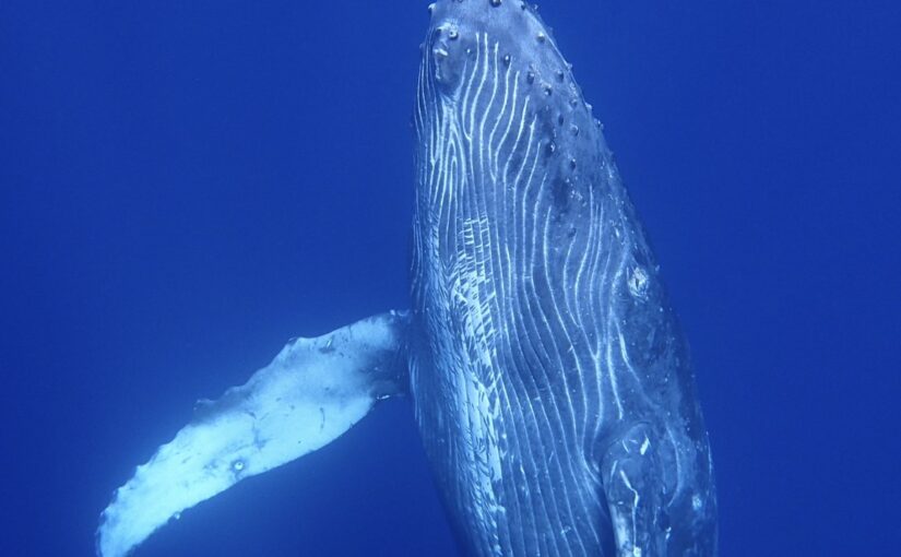 奄美 ホエールスイム クジラ
