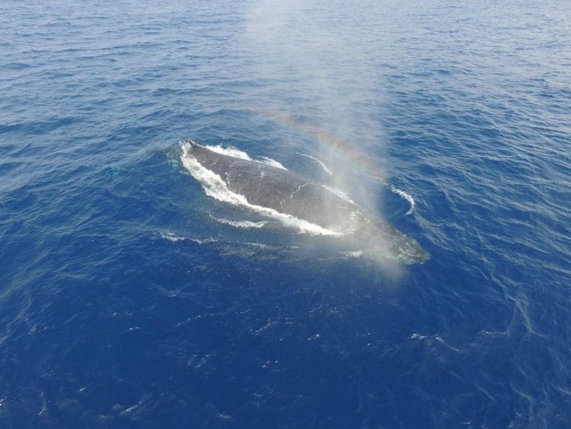 水しぶきと虹をあげて泳ぐホエールウォッチング中のクジラ
