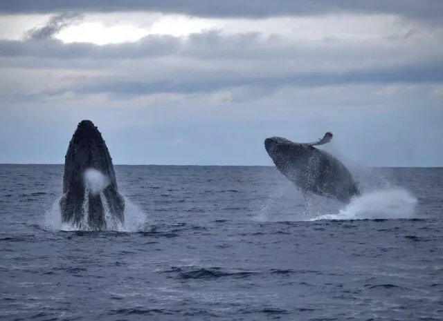 【奄美大島/冬季限定】選べる半日or1日ホエールスイムツアー☆ザトウクジラを至近距離で見る感動体験＜船内にお手洗い完備＞ライセンス保持者のみ対象（No.71）