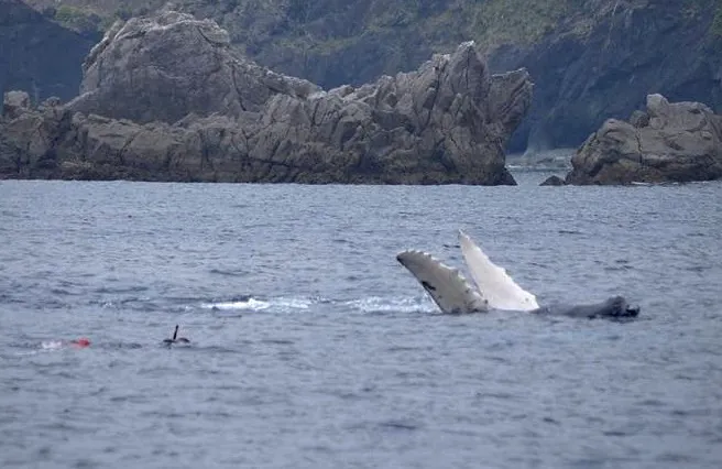 【奄美大島/冬季限定】選べる半日or1日ホエールスイムツアー☆ザトウクジラを至近距離で見る感動体験＜船内にお手洗い完備＞ライセンス保持者のみ対象（No.71）