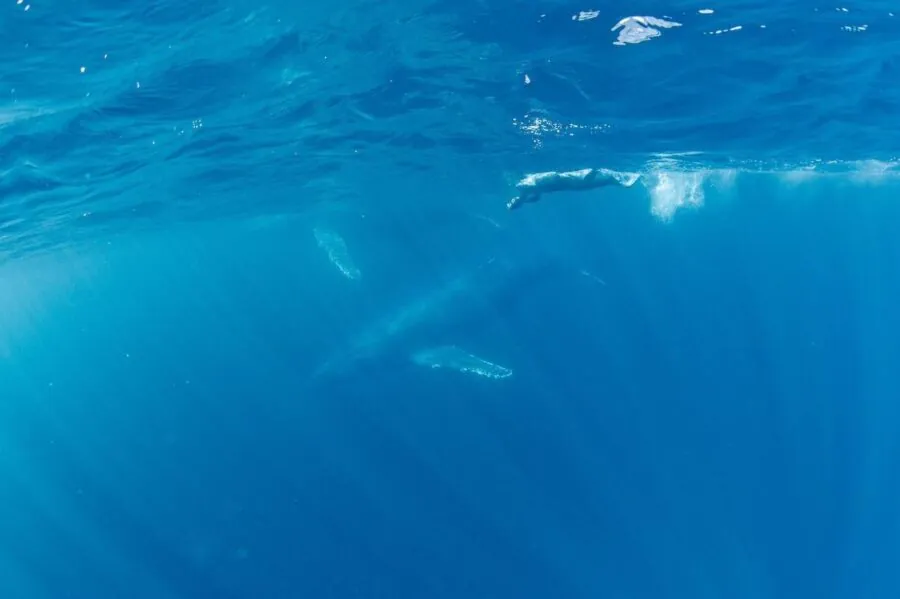 【奄美大島/冬季限定】選べる半日or1日ホエールスイムツアー☆ザトウクジラを至近距離で見る感動体験＜船内にお手洗い完備＞ライセンス保持者のみ対象（No.71）