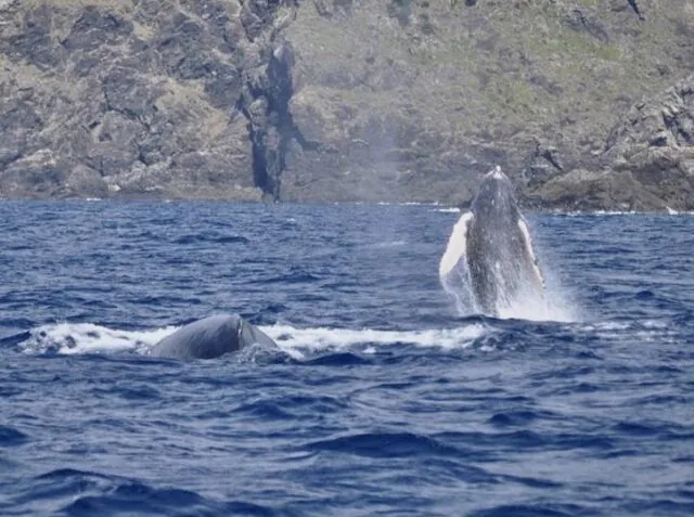 【奄美大島/冬季限定】選べる半日or1日ホエールスイムツアー☆ザトウクジラを至近距離で見る感動体験＜船内にお手洗い完備＞ライセンス保持者のみ対象（No.71）