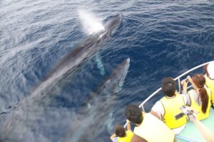 【奄美大島／冬季限定】クジラの息遣いまで満喫☆ホエールスイム（ホエールウォッチング＆シュノーケル）1日ツアー★参加条件あり