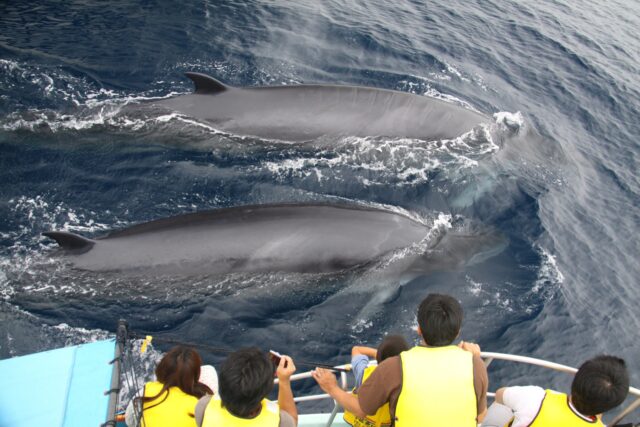 親子のクジラとホエールウォッチングを楽しむ人々