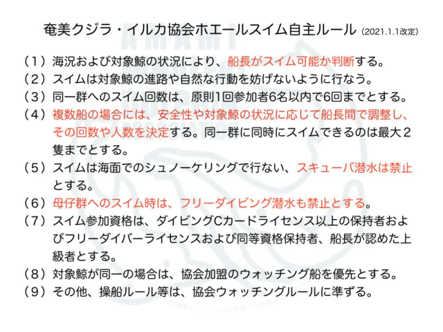 【奄美大島/冬季限定】体長10m以上のザトウクジラに興奮間違いなし☆選べる半日or1日ホエールスイムツアー