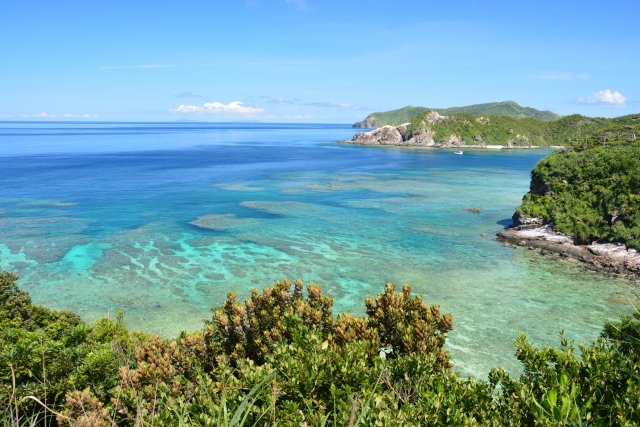 ホエールウォッチング初心者必見！慶良間諸島（座間味・渡嘉敷・阿嘉島）の時期とクジラ遭遇率ガイド