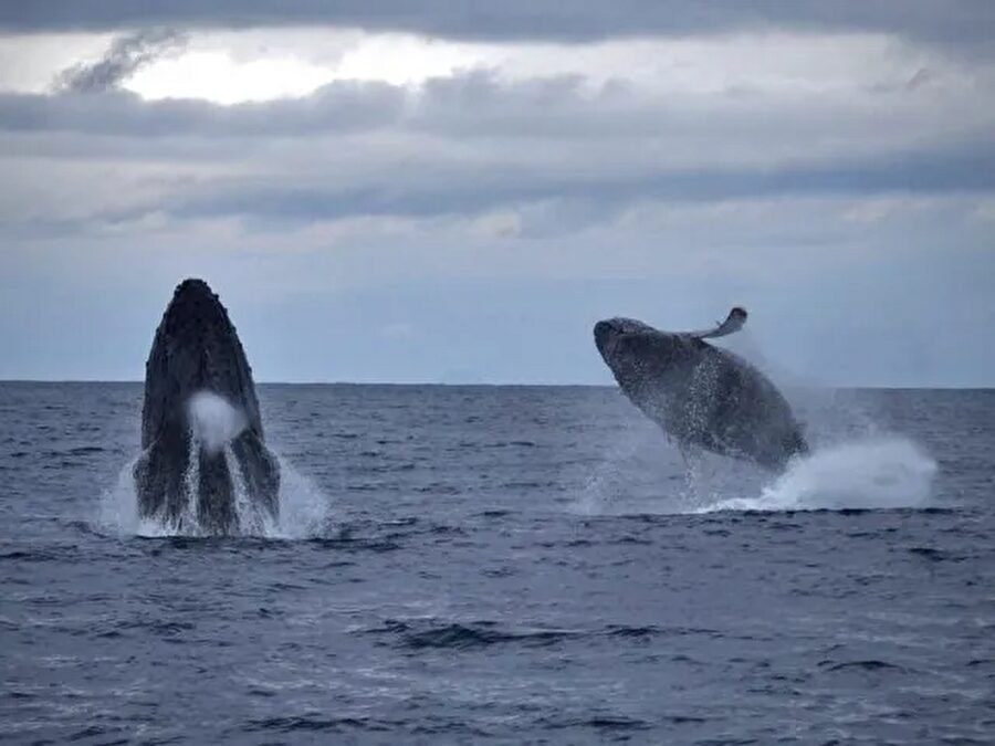 【奄美大島/冬季限定】選べる半日or1日ホエールウォッチングツアー☆ザトウクジラを間近で見る感動体験＜船内にお手洗い完備で安心＞子連れ参加OK♪（No.70）