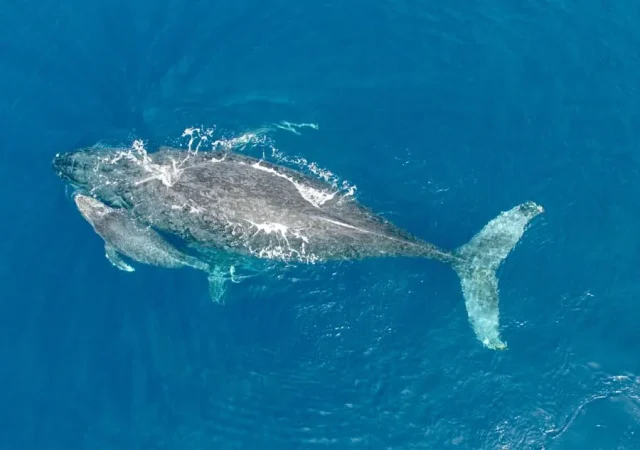 慶良間諸島で見られるクジラの生態