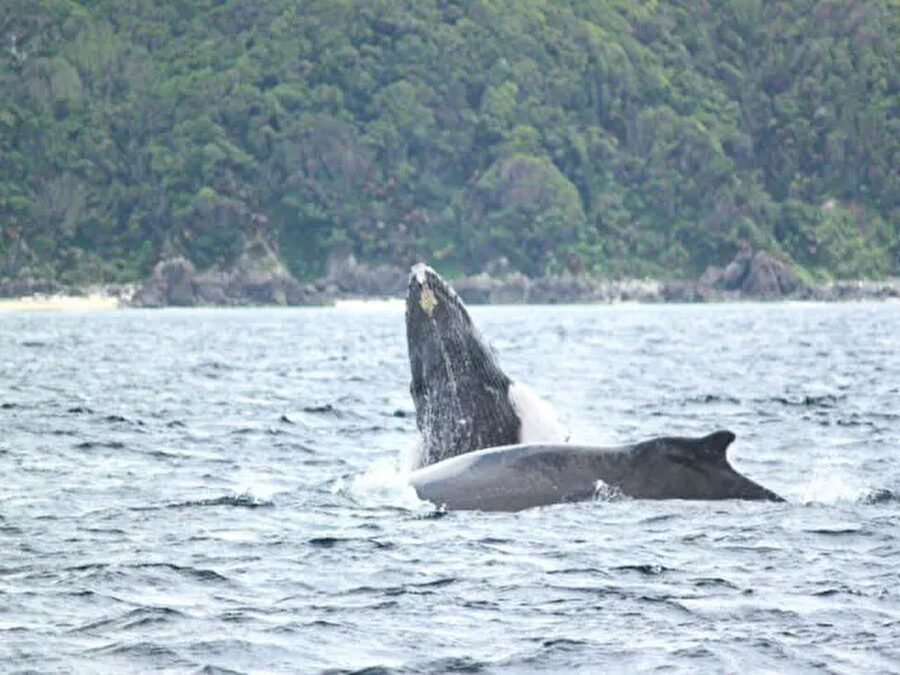 【奄美北部/1月～3月限定】2024年遭遇率90％達成！ザトウクジラに会いに行く半日ホエールウォッチングツアー（No.17）