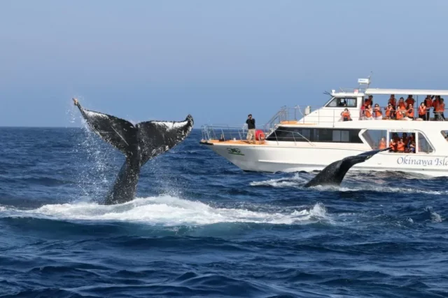 沖縄のホエールウォッチングツアー船とクジラの尾びれ