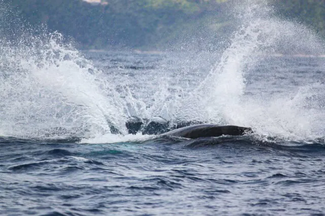 【奄美北部/1月～3月限定】2024年遭遇率90％達成！ザトウクジラに会いに行く半日ホエールウォッチングツアー（No.17）