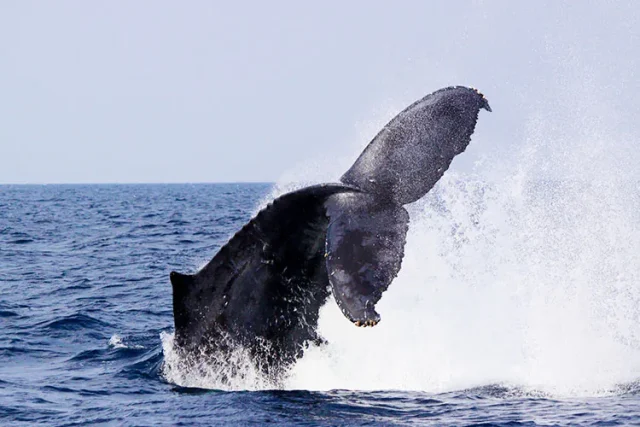 奄美大島の海でクジラに会おう！初心者でも安心のホエールウォッチング完全ガイド