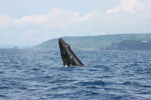 【奄美北部/1月～3月限定】2024年遭遇率90％達成！ザトウクジラに会いに行く半日ホエールウォッチングツアー