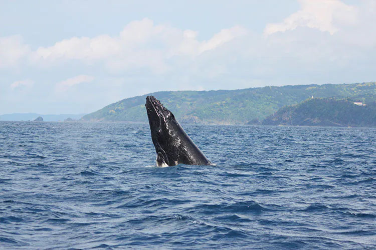 【奄美北部/1月～3月限定】2024年遭遇率90％達成！ザトウクジラに会いに行く半日ホエールウォッチングツアー（No.17）