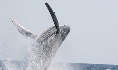 沖縄 ホエールウォッチング
