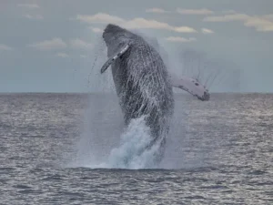 【奄美大島／冬季限定】クジラの息遣いまで満喫☆ホエールスイム（ホエールウォッチング＆シュノーケル）1日ツアー★参加条件あり