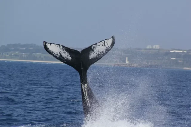 水納島開催ホエールウォッチングツアー