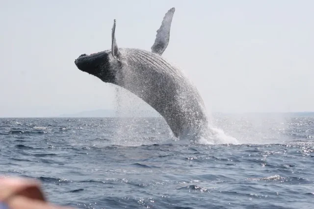 水納島開催ホエールウォッチングツアー